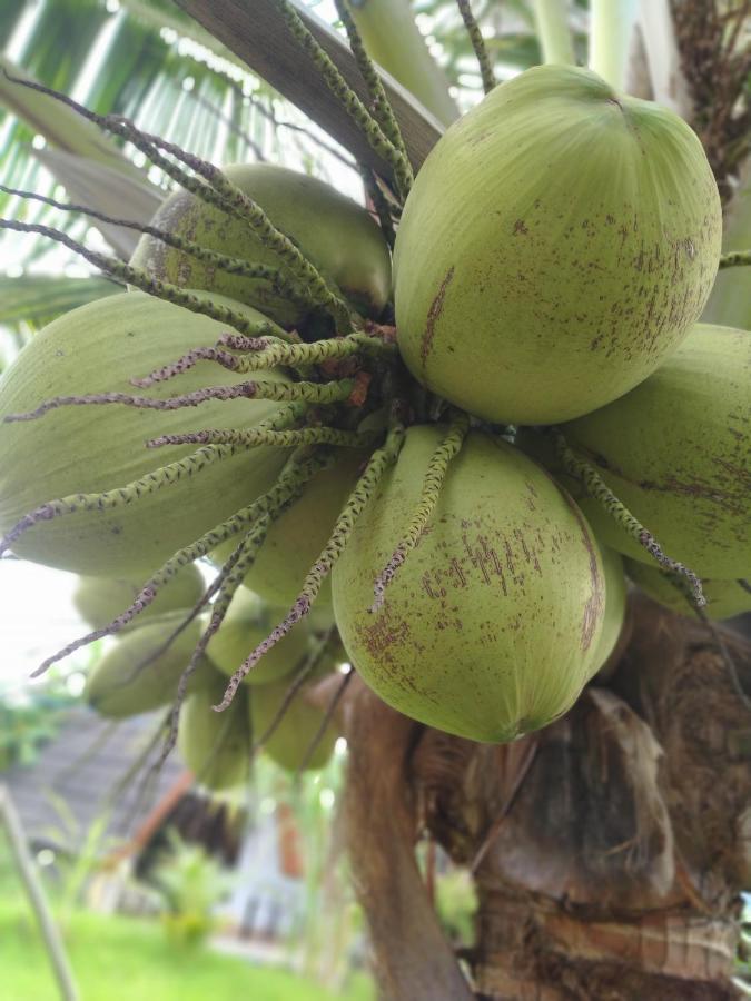Coconut Gili Meno Otel Dış mekan fotoğraf